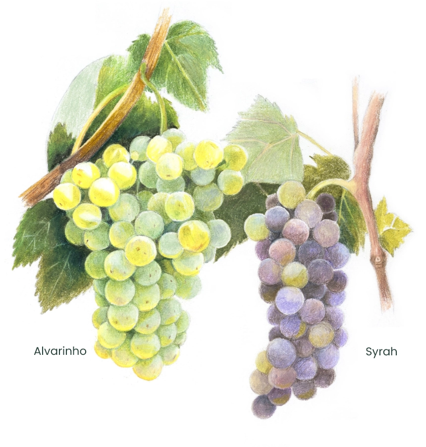 WINARのぶどうを知る その１