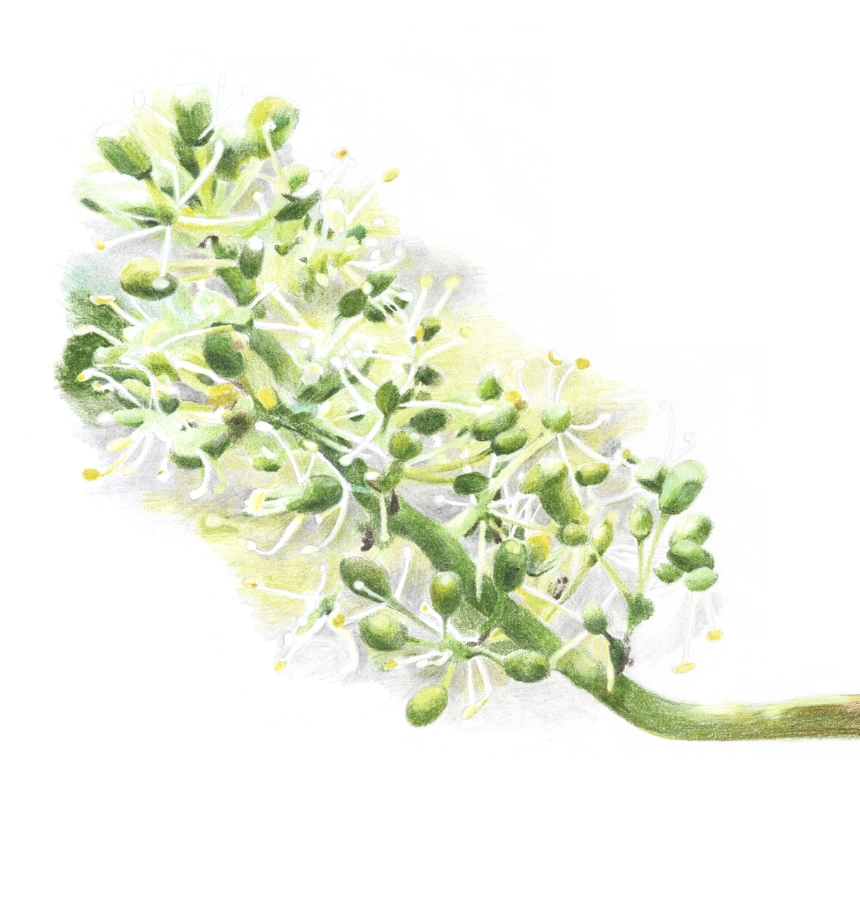 WINARのぶどうを知る その２