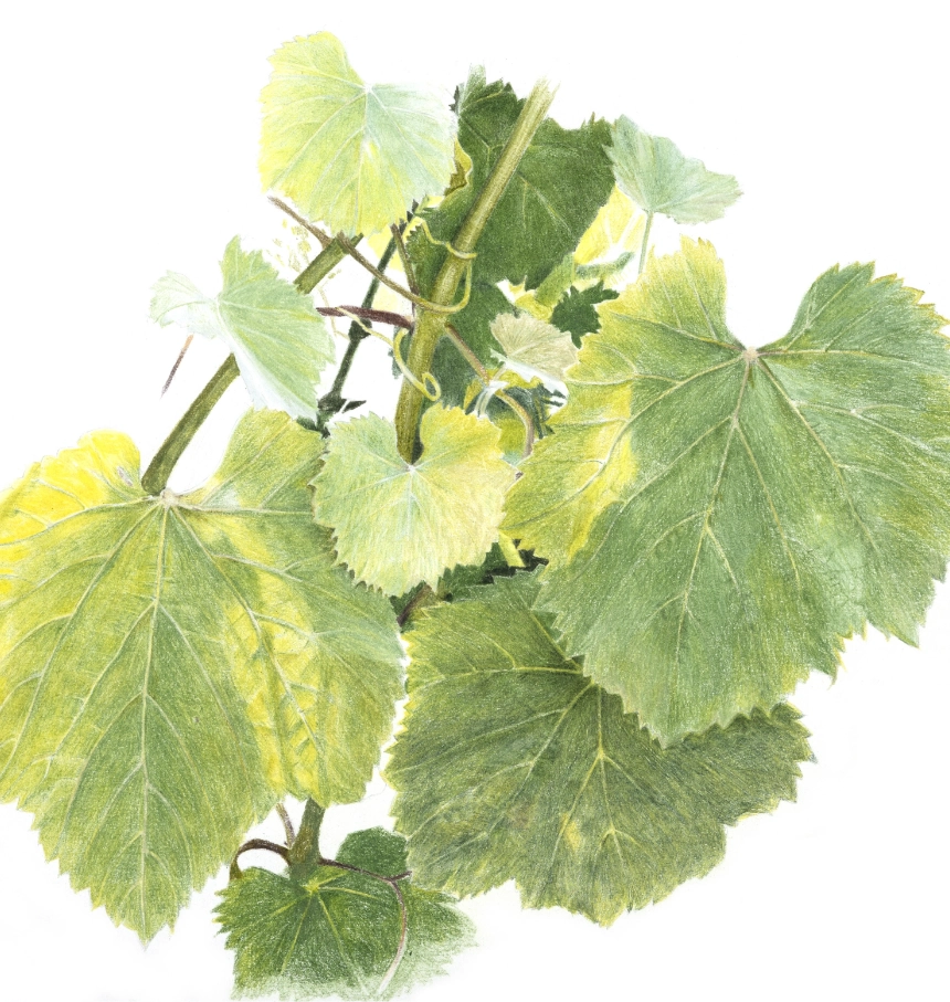 WINARのぶどうを知る その３