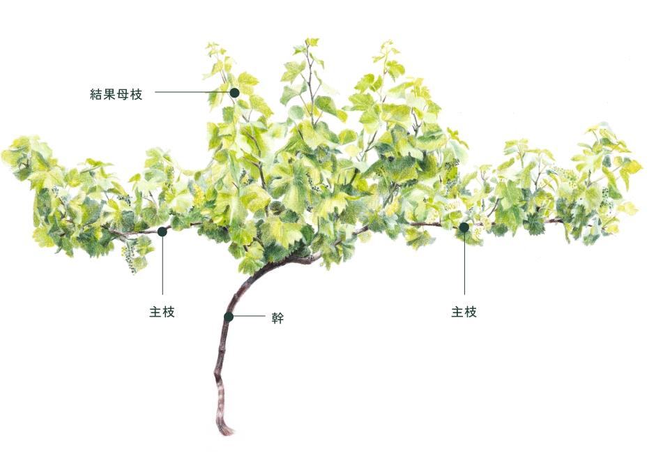 WINARのぶどうを知る その４